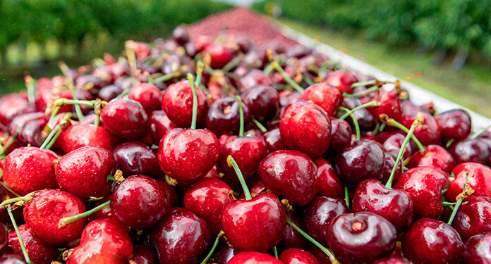 Quinchamalí Celebró Tradicional Fiesta de La Cereza