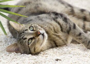  Cámara de Diputados aprobó el proyecto de ley  para extender el permiso laboral a trabajadores en caso de muerte de una mascota o animal de compañía.