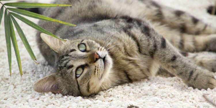  Cámara de Diputados aprobó el proyecto de ley  para extender el permiso laboral a trabajadores en caso de muerte de una mascota o animal de compañía.