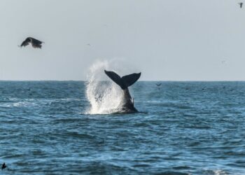 Día de las Ballenas: Nueva Área de Conservación busca fortalecer actual santuario en Ñuble