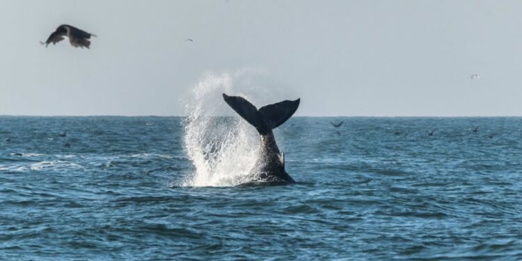 Día de las Ballenas: Nueva Área de Conservación busca fortalecer actual santuario en Ñuble