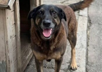 Brasil se moviliza en protesta por el asesinato de un perro callejero y clama justicia