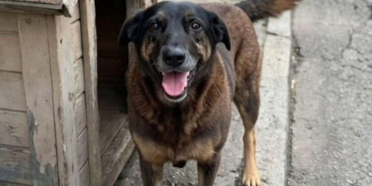 Brasil se moviliza en protesta por el asesinato de un perro callejero y clama justicia