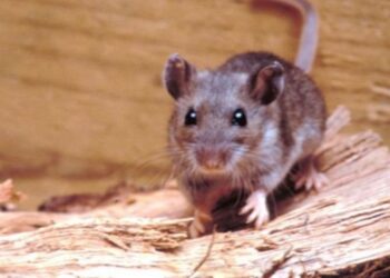 Joven de 21 años es el primer caso de hanta en la región en este 2026