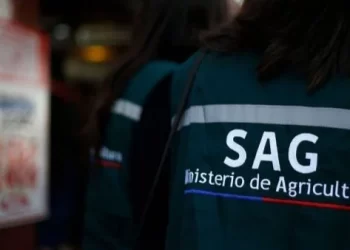 Decomisan 4 toneladas de animales faenados con timbres de inspección veterinaria adulterados