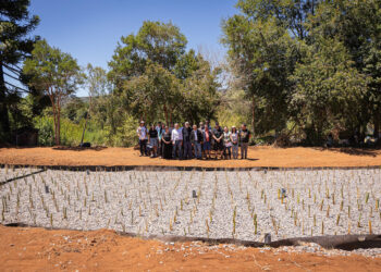 Humedal artificial pionero en Chile comenzó a operar en Tirúa para proteger el Lago Lleulleu