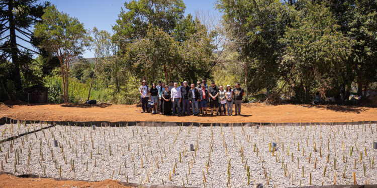 Humedal artificial pionero en Chile comenzó a operar en Tirúa para proteger el Lago Lleulleu