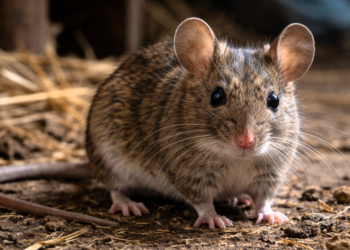 Seremi de Salud confirma cuarto caso de Hantavirus en Ñuble