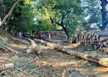 Carabineros del OS9 Ñuble detuvo a un sujeto por  sustracción de madera y conducción sin la licencia correspondiente