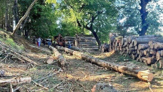 Carabineros del OS9 Ñuble detuvo a un sujeto por  sustracción de madera y conducción sin la licencia correspondiente