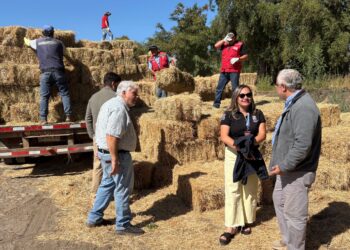 600 fardos llegan a cinco comunas de Ñuble para asegurar alimentación animal tras incendios forestales