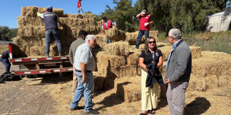 600 fardos llegan a cinco comunas de Ñuble para asegurar alimentación animal tras incendios forestales