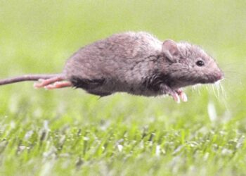 Tercer caso de hanta en Ñuble: afectado reside en Coihueco