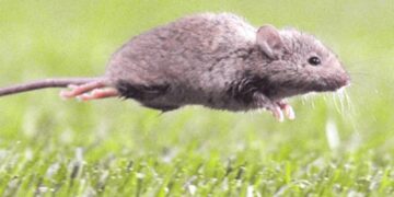 Tercer caso de hanta en Ñuble: afectado reside en Coihueco