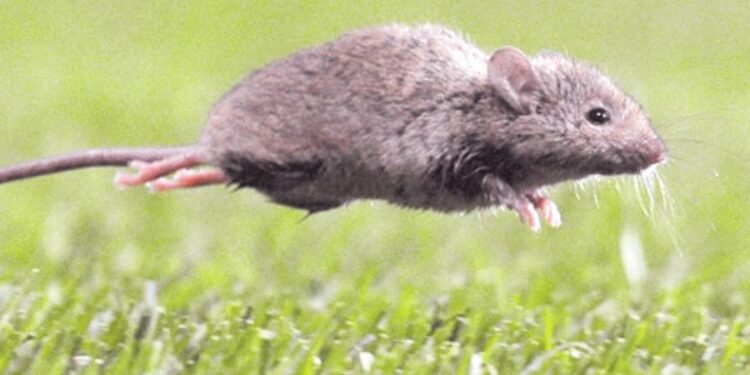 Tercer caso de hanta en Ñuble: afectado reside en Coihueco