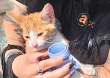 Inspectores de seguridad municipal rescatan a gatito deshidratado dentro de un auto en Chillán