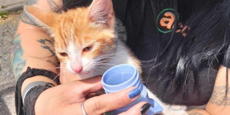 Inspectores de seguridad municipal rescatan a gatito deshidratado dentro de un auto en Chillán