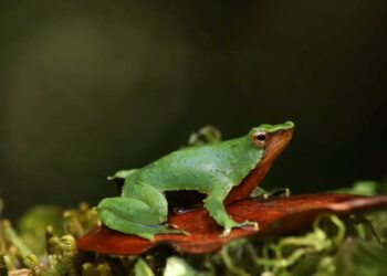 Ranita de Darwin ya tiene protección efectiva: Medio Ambiente reingresó el decreto y está con toma de razón