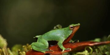 Ranita de Darwin ya tiene protección efectiva: Medio Ambiente reingresó el decreto y está con toma de razón