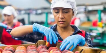 Subsidio Unificado al Empleo: Un buen comienzo para una agenda más amplia de empleo.