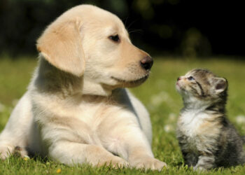 SERNAC fiscaliza tiendas de mascotas y venta de alimentos a lo largo del país