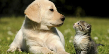 SERNAC fiscaliza tiendas de mascotas y venta de alimentos a lo largo del país