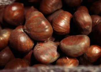 De El Carmen a Italia: Castañeros carmelinos aseguran nueva alianza para exportar a Europa