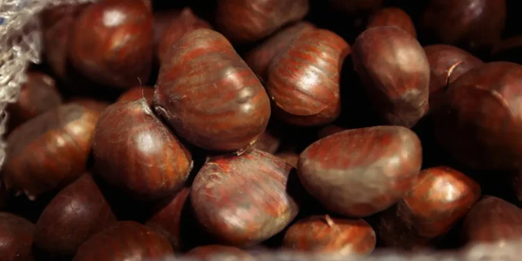 De El Carmen a Italia: Castañeros carmelinos aseguran nueva alianza para exportar a Europa