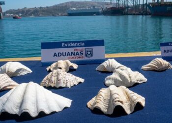 Abrigo de piel de zorro y caracolas revelan contrabando de fauna protegida en San Antonio