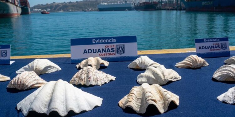 Abrigo de piel de zorro y caracolas revelan contrabando de fauna protegida en San Antonio