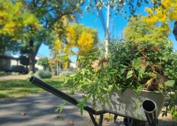 Municipio efectúa poda de mejoramiento de áreas verdes en Av. Collín