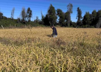 INDAP invierte más de $1.200 millones para fortalecer los cultivos tradicionales en Ñuble