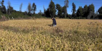 INDAP invierte más de $1.200 millones para fortalecer los cultivos tradicionales en Ñuble