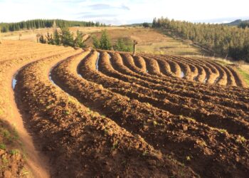 Más de 500 agricultores y agricultoras de Ñuble serán beneficiados por INDAP con más de $1.000 millones para recuperar sus suelos
