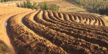 Más de 500 agricultores y agricultoras de Ñuble serán beneficiados por INDAP con más de $1.000 millones para recuperar sus suelos