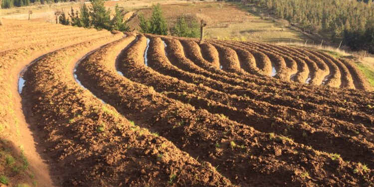Más de 500 agricultores y agricultoras de Ñuble serán beneficiados por INDAP con más de $1.000 millones para recuperar sus suelos