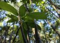 Ministerio del Medio Ambiente impulsa actividades para fortalecer la conservación del Queule en Ñuble