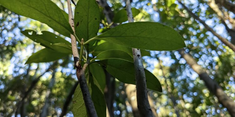 Ministerio del Medio Ambiente impulsa actividades para fortalecer la conservación del Queule en Ñuble