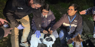 Realizan operativo veterinario para mascotas de personas en situación de calle