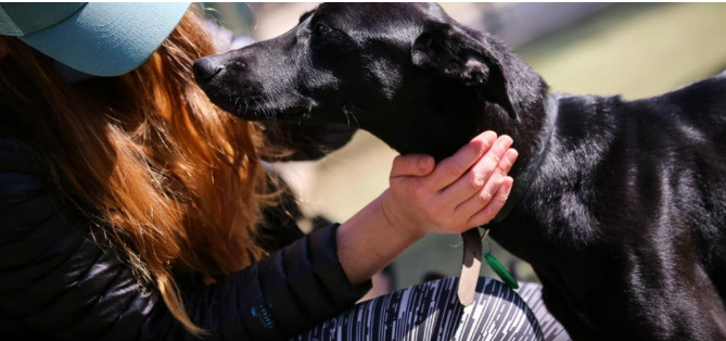 Gobierno y Subdere lanzan en Ñuble fondos PTRAC 2026 para fortalecer la tenencia responsable y el bienestar animal