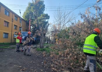 Municipio lleva a cabo podas de seguridad en Los Puelches