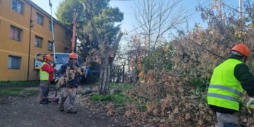Municipio lleva a cabo podas de seguridad en Los Puelches