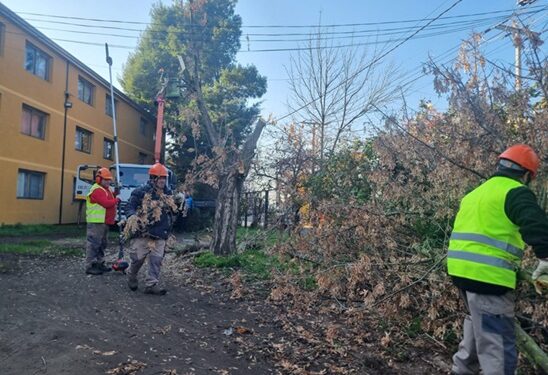 Municipio lleva a cabo podas de seguridad en Los Puelches