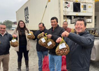 Castañeros de El Carmen consolidan exportaciones a Europa con más de 200 toneladas en 2026