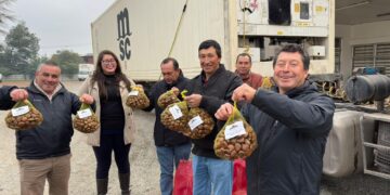 Castañeros de El Carmen consolidan exportaciones a Europa con más de 200 toneladas en 2026