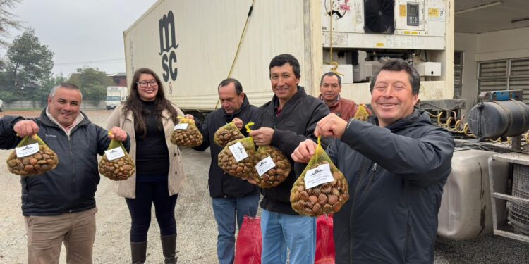 Castañeros de El Carmen consolidan exportaciones a Europa con más de 200 toneladas en 2026